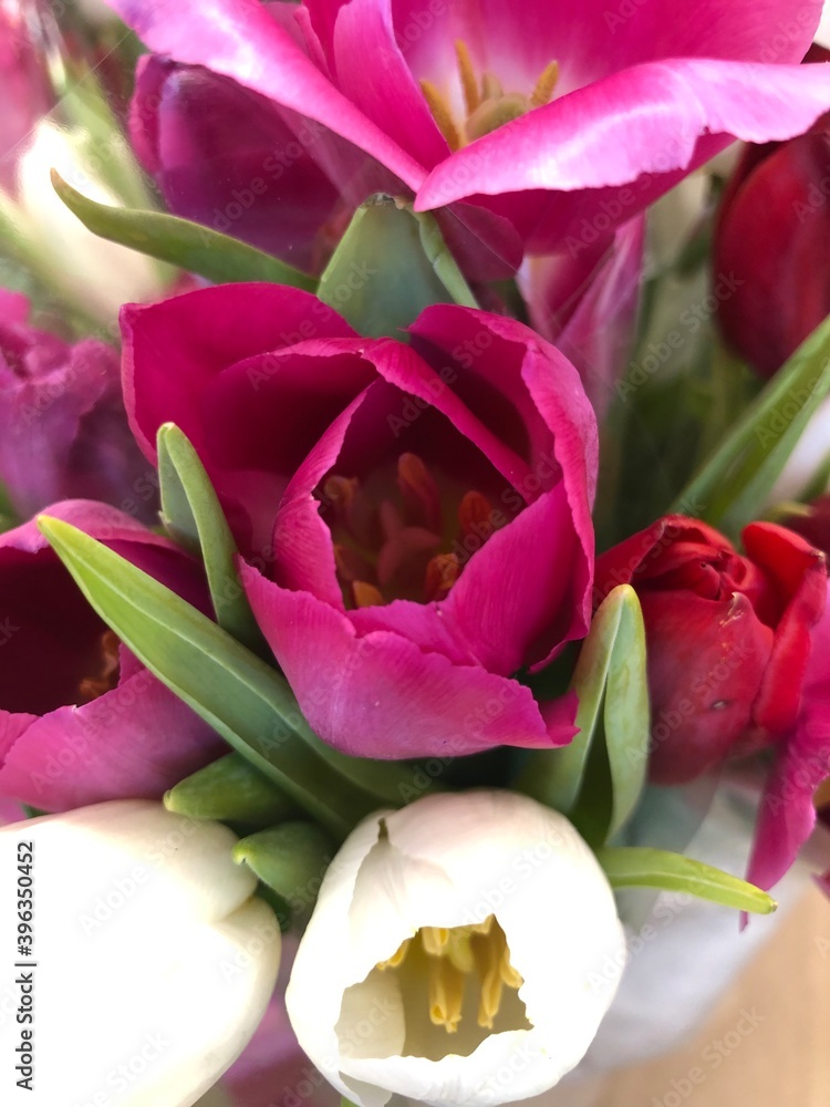 bouquet of tulips bouquet of tulips