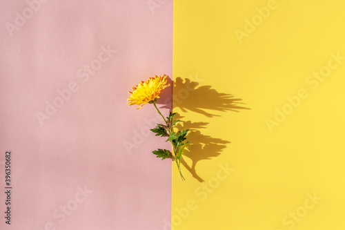 Yellow chrysanthemum on a yellow and pink background. Beautiful colorful bright greeting card design. The horizontal composition. Floral minimalism. The concept of autumn. Flat layout  top view