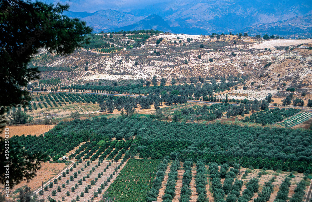 Landscape with Olive Trees Crete, Greece