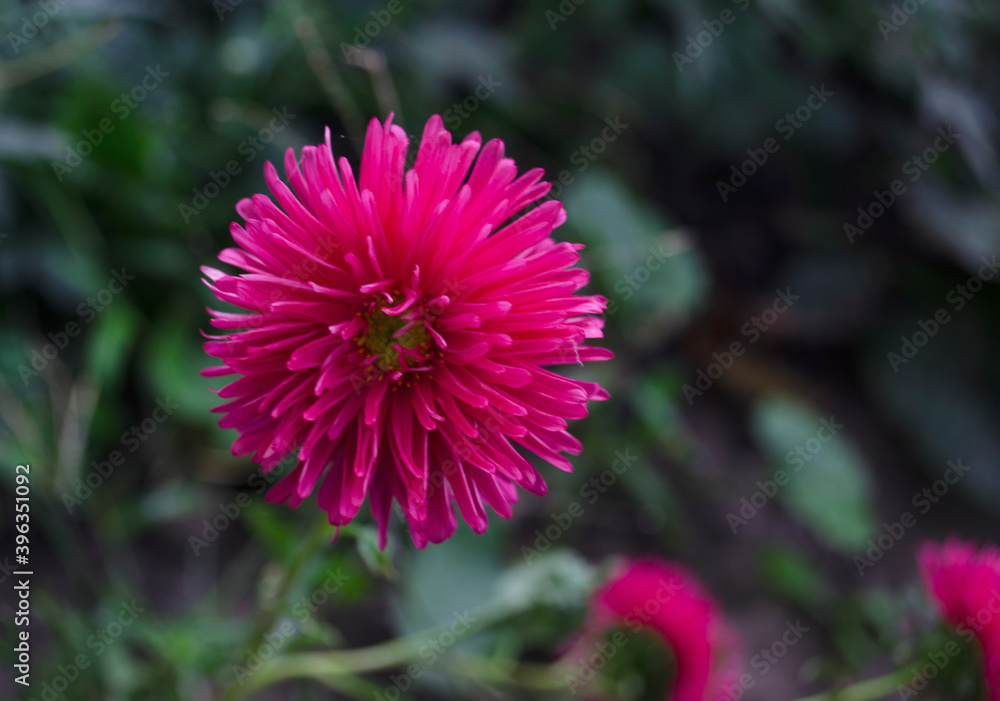 Fototapeta premium Aster flower on a green background. Autumn flowers in bloom during the day. The queen of autumn is an aster blossoming bud. Purple and pink flowers.