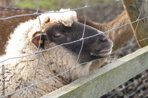 beautiful footage of animals in their natural environment in the reserve. warm autumn day