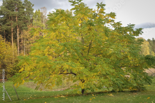 
beautiful tree in the park