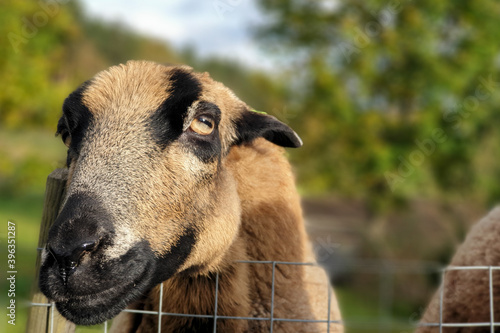 beautiful footage of animals in their natural environment in the reserve. warm autumn day