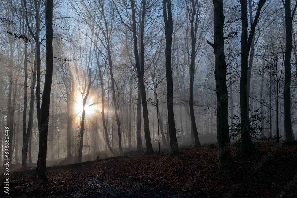 Fototapeta premium Sonnenstrahlen im Frühnebel