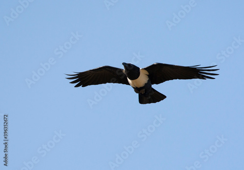Schildraaf, Pied Crow, Corvus albus