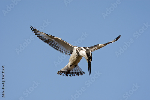 Pied Kingfisher  Bonte IJsvogel  Ceryle rudis