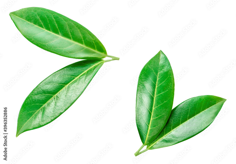 Fototapeta premium Orange leaf isolated on a white background. Citrus leaves collection, texture detailed.