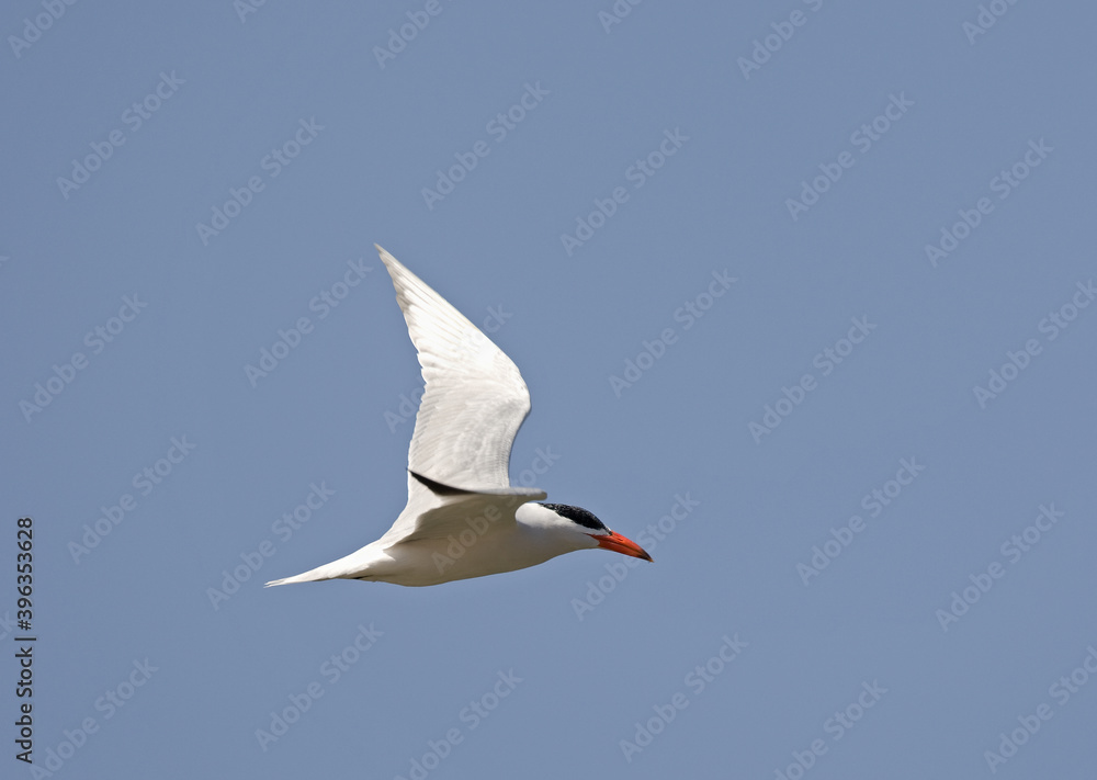 Caspian Tern, Reuzenstern, Hydroprogne caspia Caspian Tern, Reuzenstern, Hydroprogne caspia
