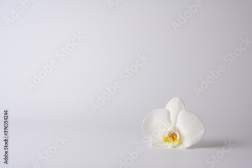 white orchid phalaenopsis 