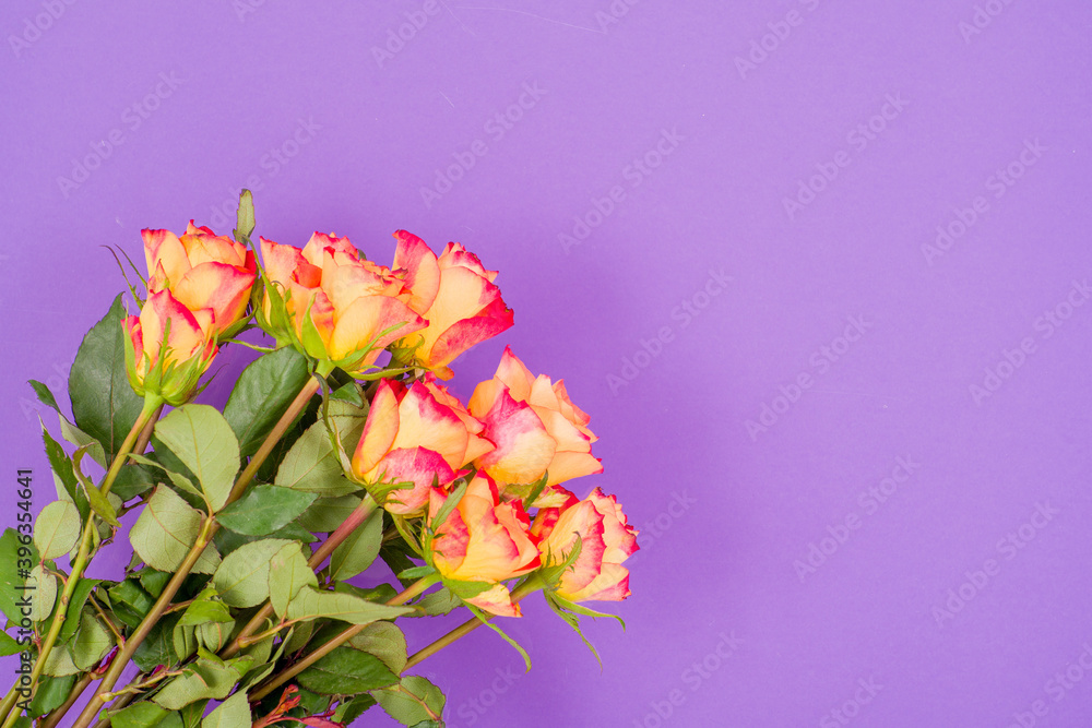 Rose flowers on a colored background