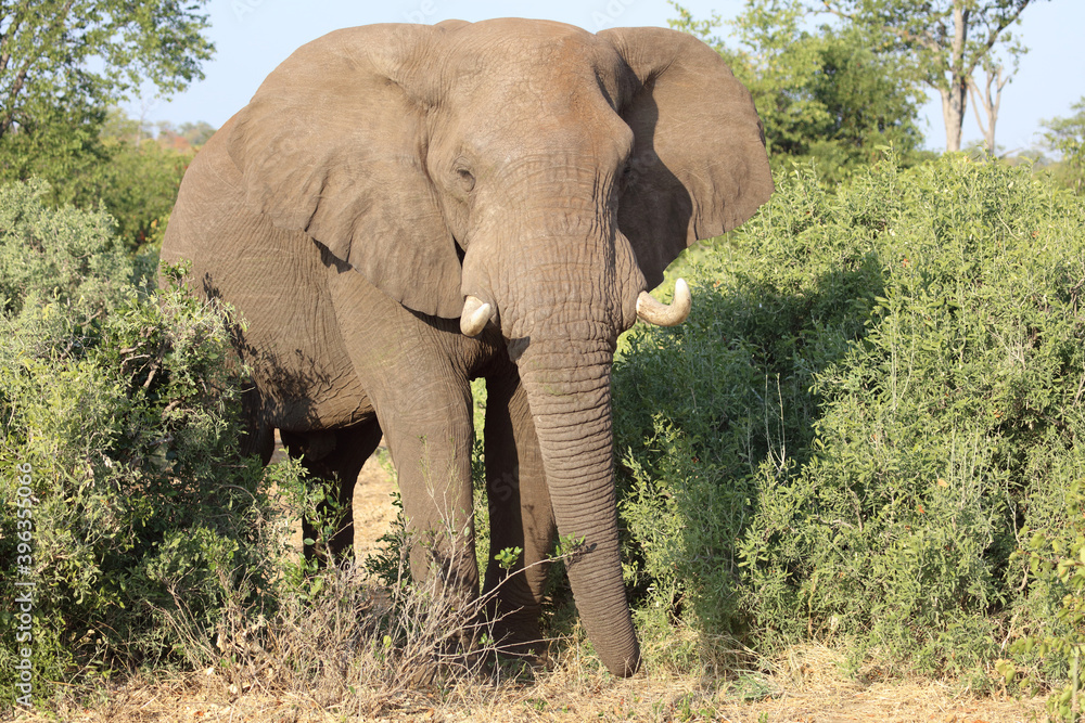 Fototapeta premium Afrikanischer Elefant / African elephant / Loxodonta africana