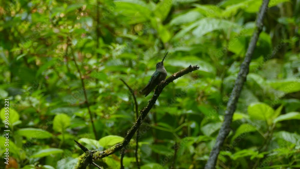 A curious colibri standing on a branch, flying away and coming back to the branch several times in a row A curious colibri standing on a branch, flying away and coming back to the branch several times in a row