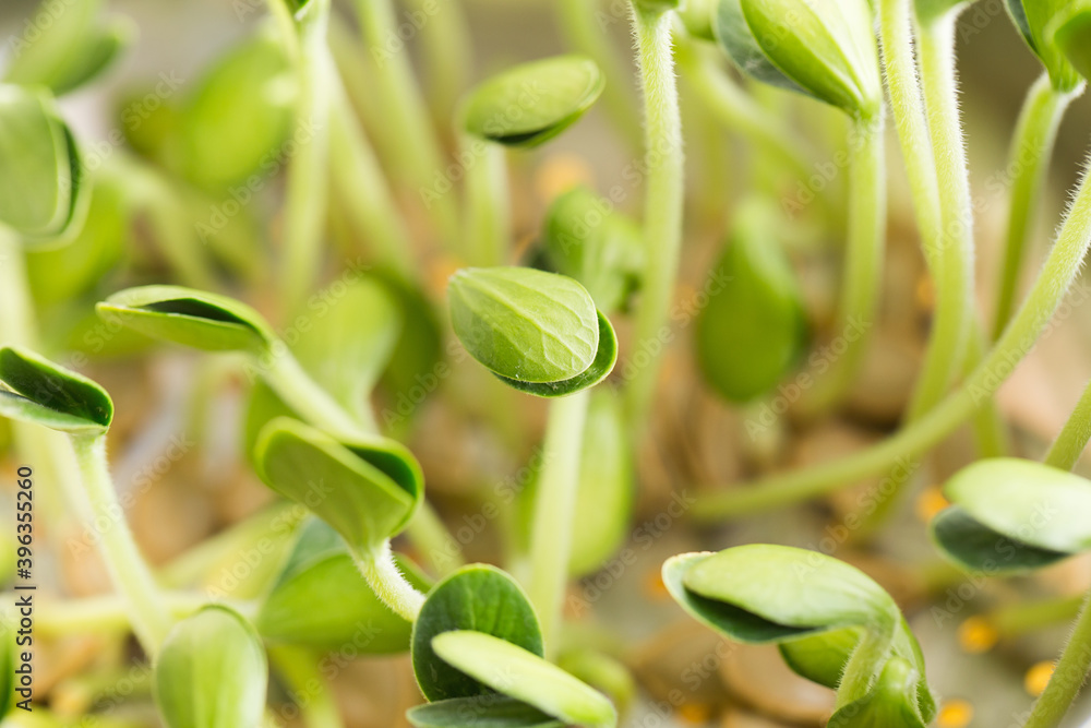 Obraz premium Pumpkin microgreens. Sprouting Microgreens. Seed Germination at home.