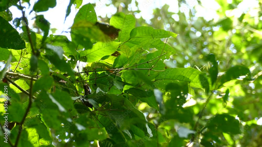 Small green bird just glimpsed between the green leaves of a tree in Costa Rica, Central America Small green bird just glimpsed between the green leaves of a tree in Costa Rica, Central America