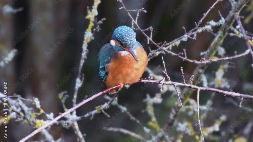 4k video of a female kingfisher perched on a tree branch, she is looking for prey to fish. 4k video of a female kingfisher perched on a tree branch, she is looking for prey to fish.