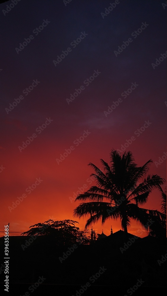 tree at sunset tree at sunset
