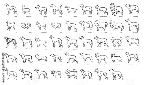 Cute dog breeds pedigree vector illustration set