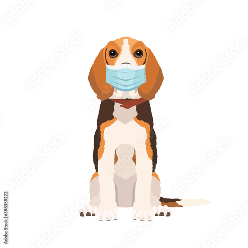 Vector portrait of Beagle dog wearing face mask isolated on white background	
