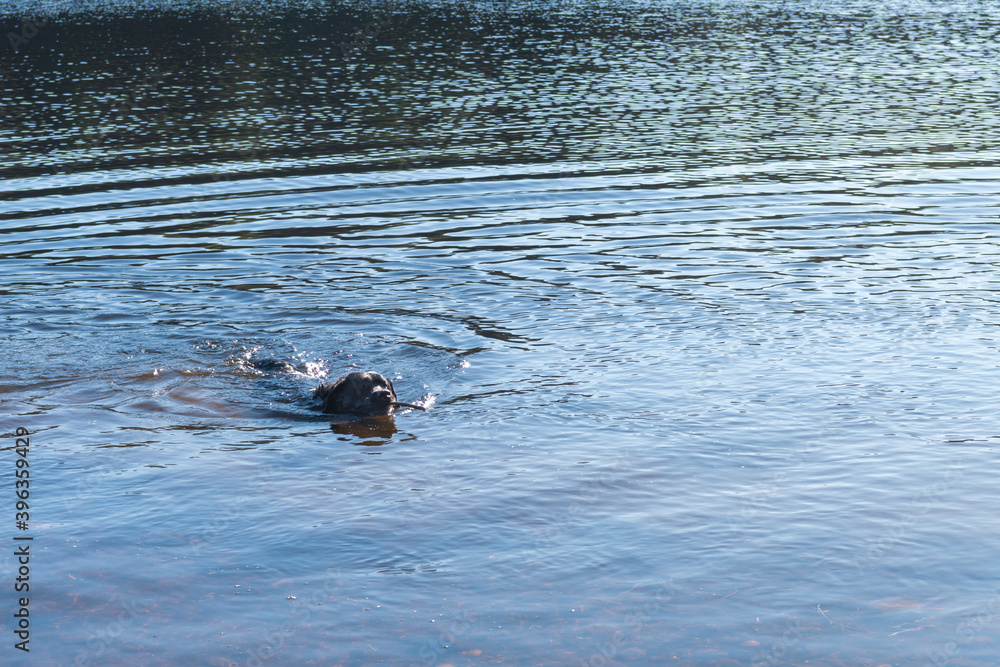 Fototapeta premium A photograph of a black Labrador Retriever swimming in a blue lake in the woods.