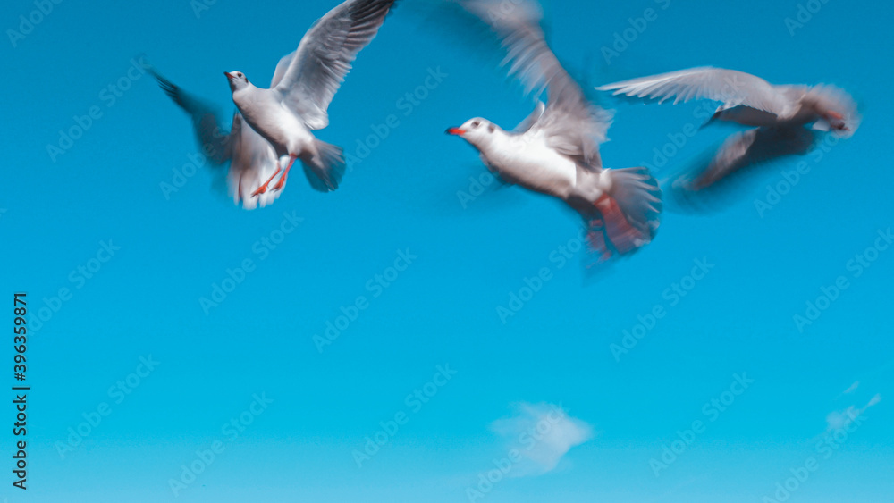 Obraz premium Seagulls on Clear Blue Sky Background