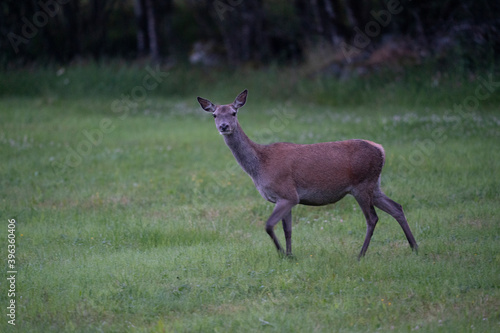 Fototapeta Naklejka Na Ścianę i Meble -  The red deer (Cervus elaphus)