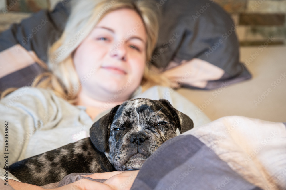Sleeping cute french bulldog puppy - cuddling in bed with its owner Sleeping cute french bulldog puppy - cuddling in bed with its owner