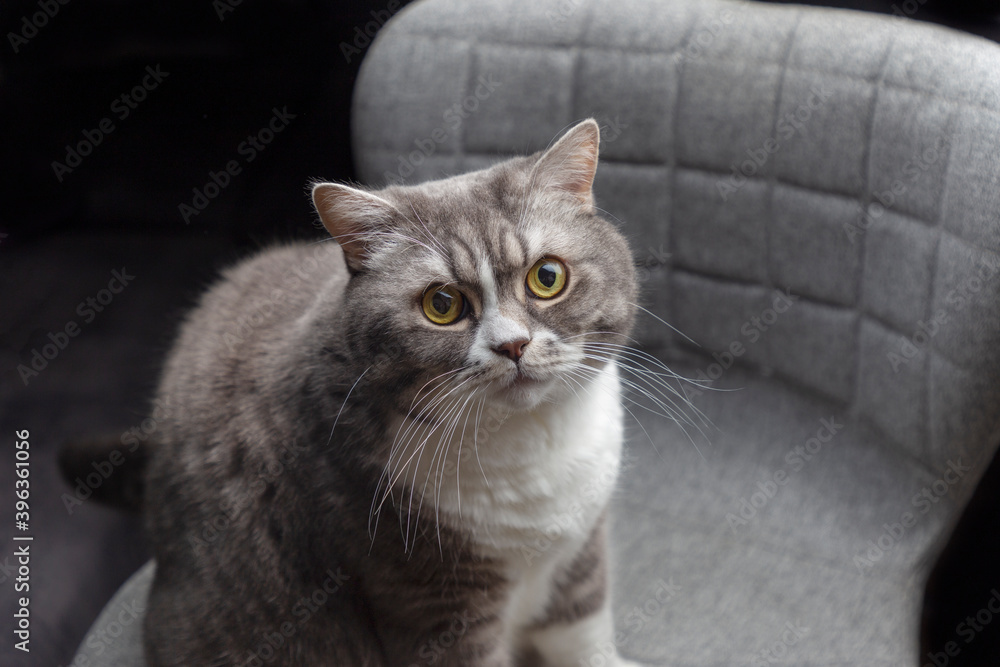 Studio portrait British Cat with yellow eyes on gray chair and black background . The cat looks at the photographer. Selective focus.