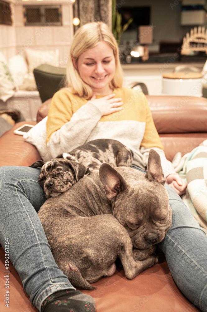 Two french bulldogs cuddle on owners lap - socializing a secondary puppy with another dog Two french bulldogs cuddle on owners lap - socializing a secondary puppy with another dog