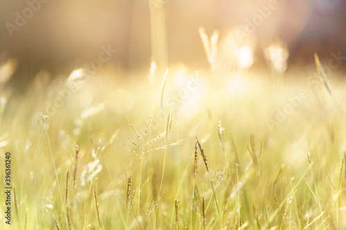 Grass flower with beautiful sunset and soft focus.