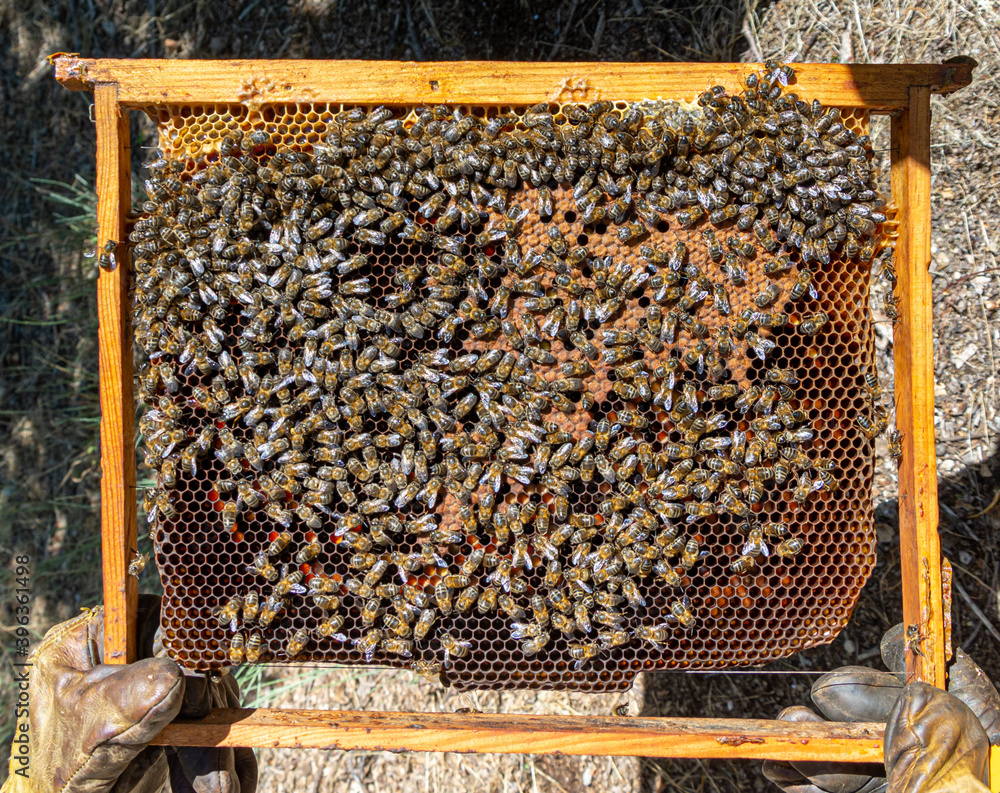 Bees in a comb producing honey, selective focus shot on bees Bees in a comb producing honey, selective focus shot on bees