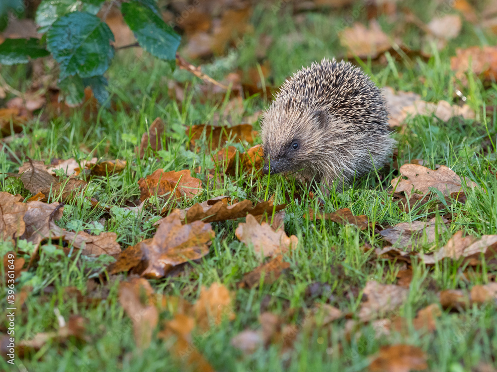 A hedgehog (Erinaceus europaeus)viewed at low angle walks amongst autumnal leave A hedgehog (Erinaceus europaeus)viewed at low angle walks amongst autumnal leave