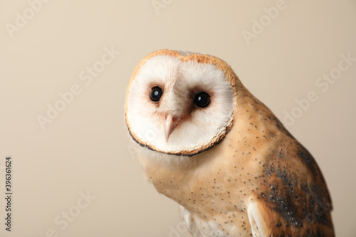 Beautiful common barn owl on beige background, closeup © New Africa