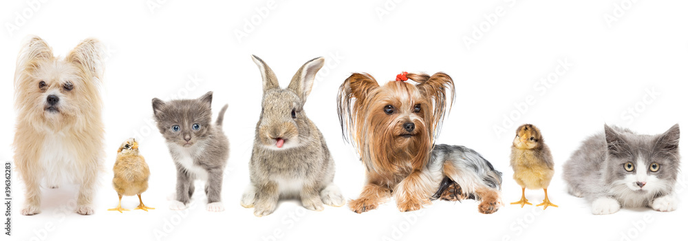 Animals on a white background.