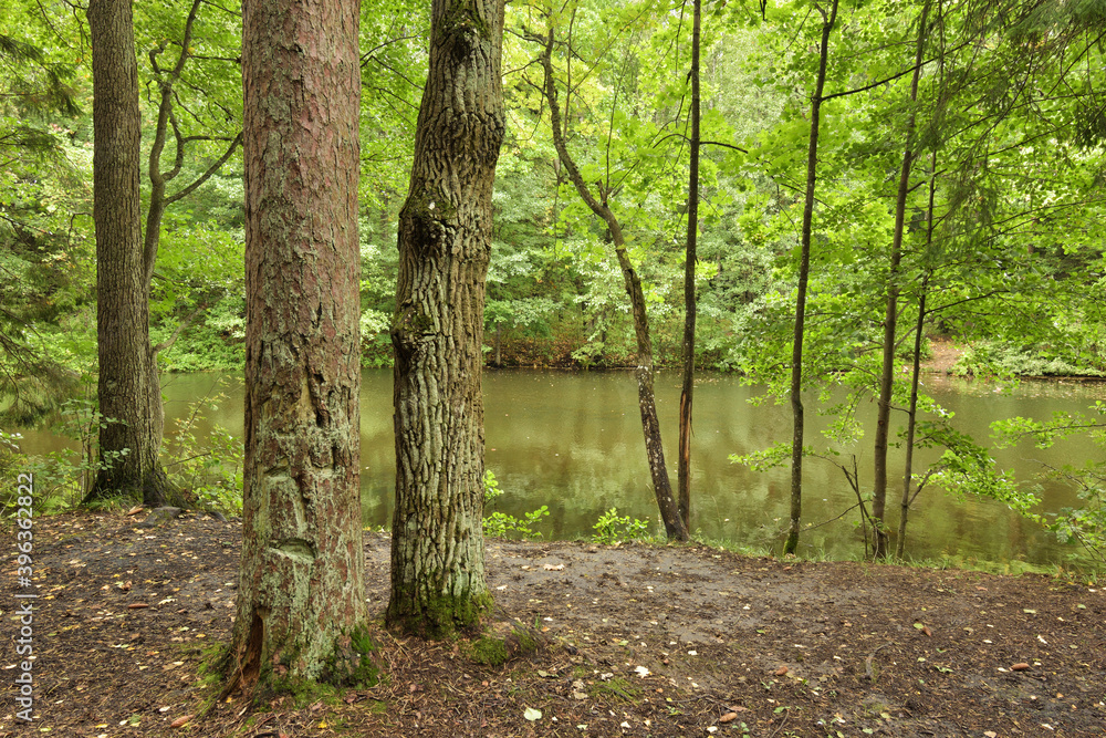 The nature in the forest is rich in plants and trees.