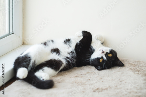 Funny cute black and white Tuxedo cat lying in the sun on soft blanket near window on windowsill and looking at camera.