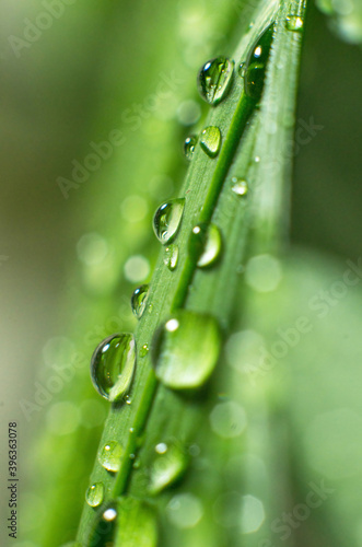 Dew drops on the green grass. Macrophotography. Screen saver for your phone