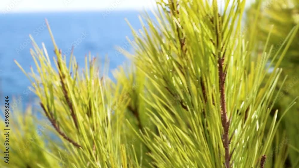Vivid young lime green pine tree fir branches close-up on sunny day near the sea in Greece waving in wind Vivid young lime green pine tree fir branches close-up on sunny day near the sea in Greece waving in wind