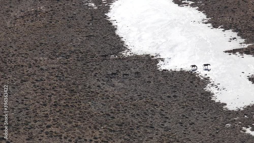 Wild Horses Walking in Snowy Mountain.The wild horse is a species of the genus Equus, which includes as subspecies the modern domesticated horse (Equus ferus caballus) as well as the undomesticated 4K