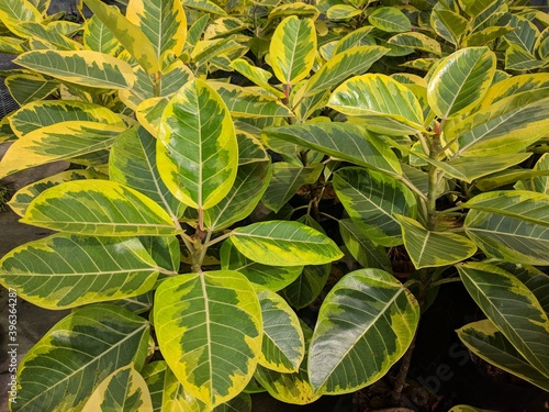 Close up on the yellow green variegated foliage of Banyan Variegated (Ficus Benghalensis Variegata)