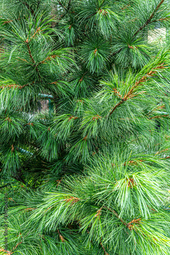 Siberian cedar pine, or Siberian cedar (Latin: Pínus sibírica) Siberian cedar pine, or Siberian cedar (Latin: Pínus sibírica)