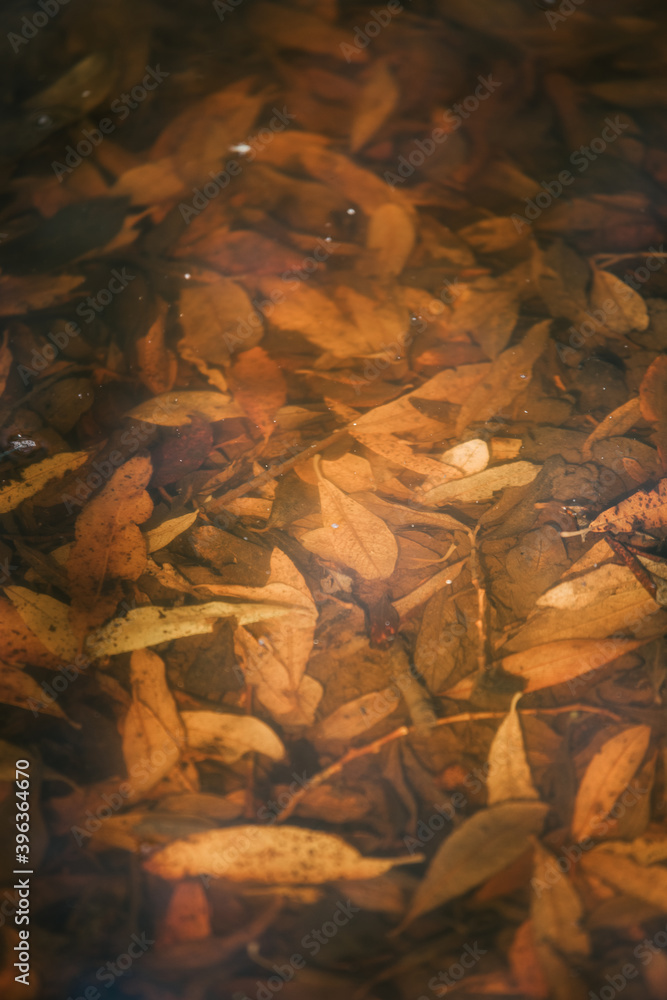 pond full of autumn leaves