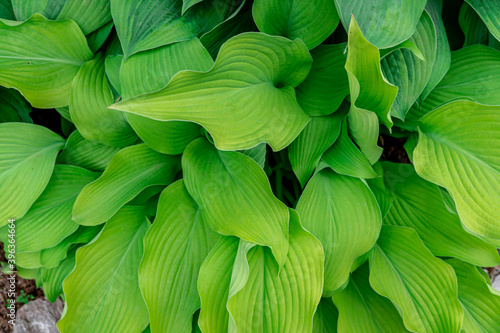 Hosta (Latin: Hósta) is a genus of perennial herbaceous plants in the family