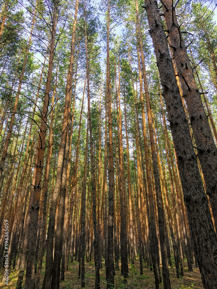 Fototapeta premium Young pine forest. Blue sky.