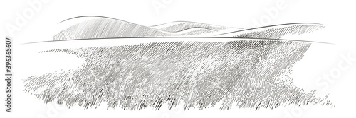 Vector sketch Green grass field on small hills. Meadow, alkali, lye, grassland, pommel, lea, pasturage, farm. Rural scenery landscape panorama of countryside pastures. illustration