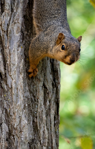 Curious Squirrel  © Chris