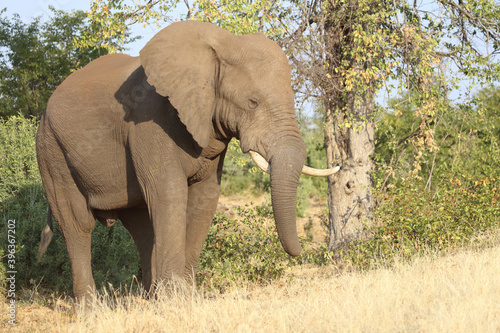 Afrikanischer Elefant   African elephant   Loxodonta africana