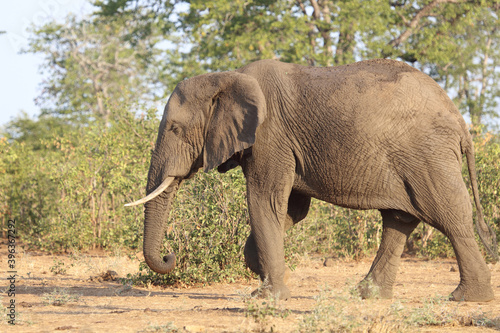 Afrikanischer Elefant   African elephant   Loxodonta africana