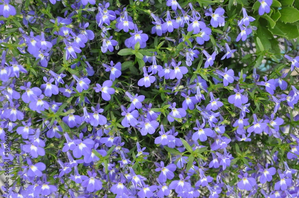 Naklejka premium Beautiful flowers