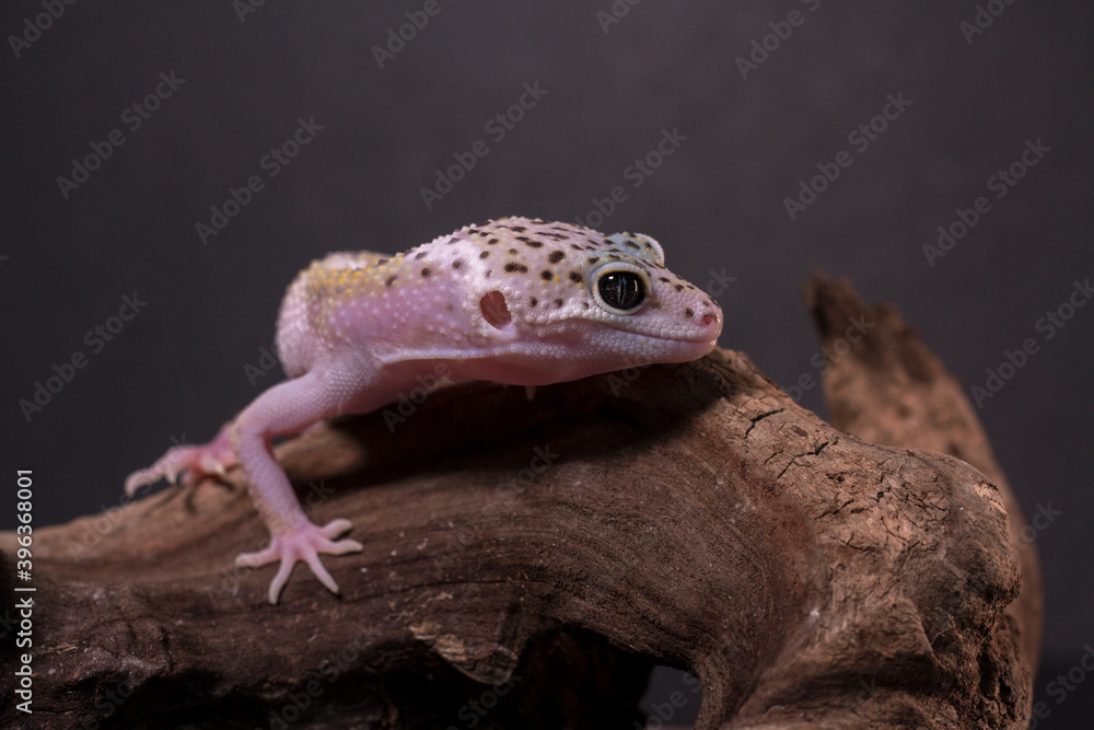 Naklejka premium A leopard gecko, lizard on branch, eublepharis macularius, animal closeup