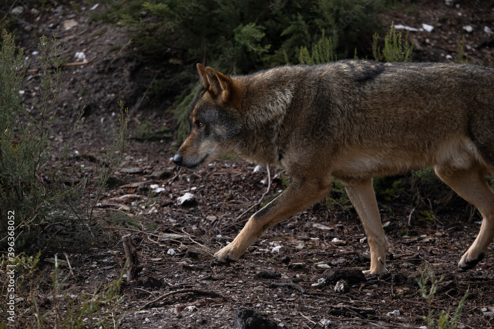 Lobo ibérico entre vegetación 